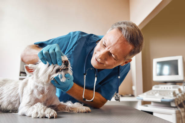 Best Emergency Dental Services for Seniors in Rockaway Beach, OR